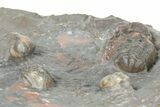 Cluster Of Colorful Austerops Trilobites - Jorf Morocco #362873-9